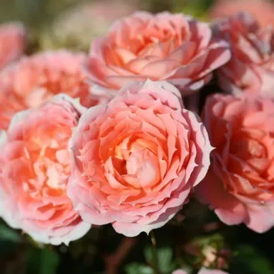 Patio Rose ‘Flower Power’ 4L