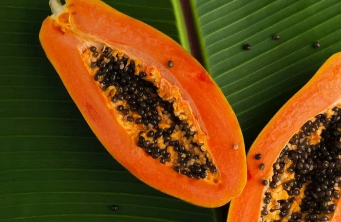 Paw Paw ‘Red’ (Papaya) 6″ Pot