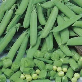 Pea Sugar Snap – seed