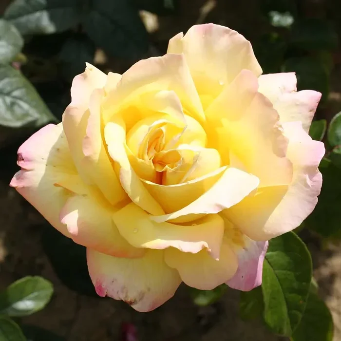 PEACE Gold / Pink edges – Traditional Rose Bush 3L