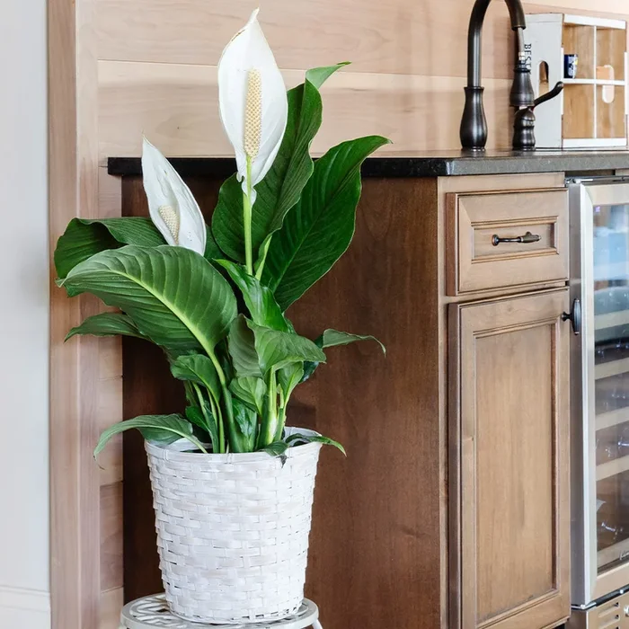 Peace Lily Plants for Sale | FastGrowingTrees.com