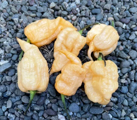 Peach Brain Pepper – Seeds