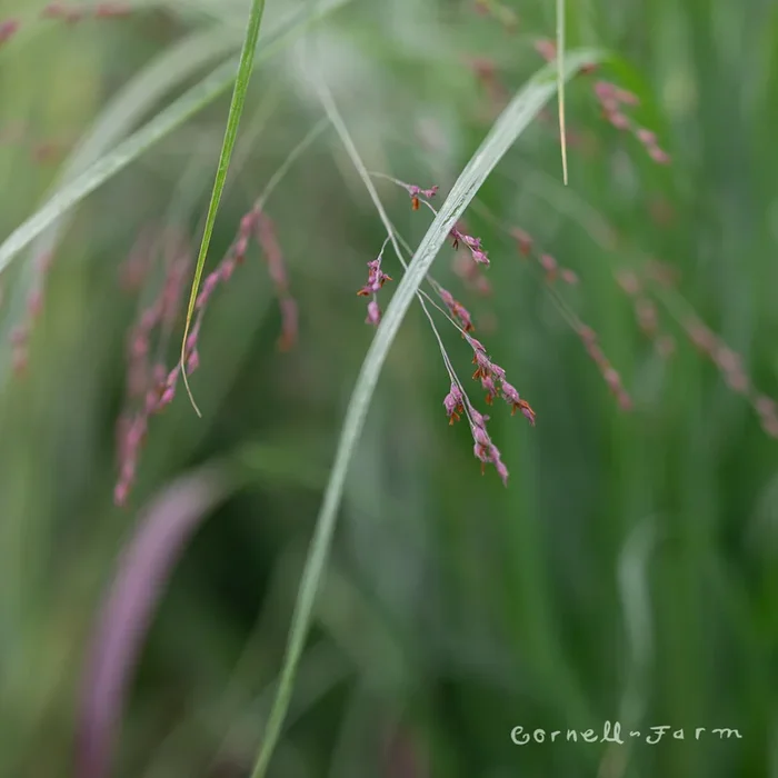 Pennisetum alop Red Head 1gal