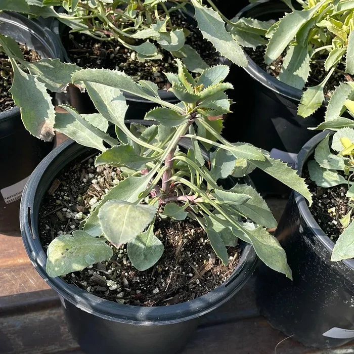 Penstemon palmeri, Palmer’s beardtongue