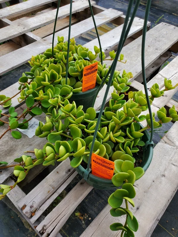 Peperomia boivinii –Edible Peperomia–