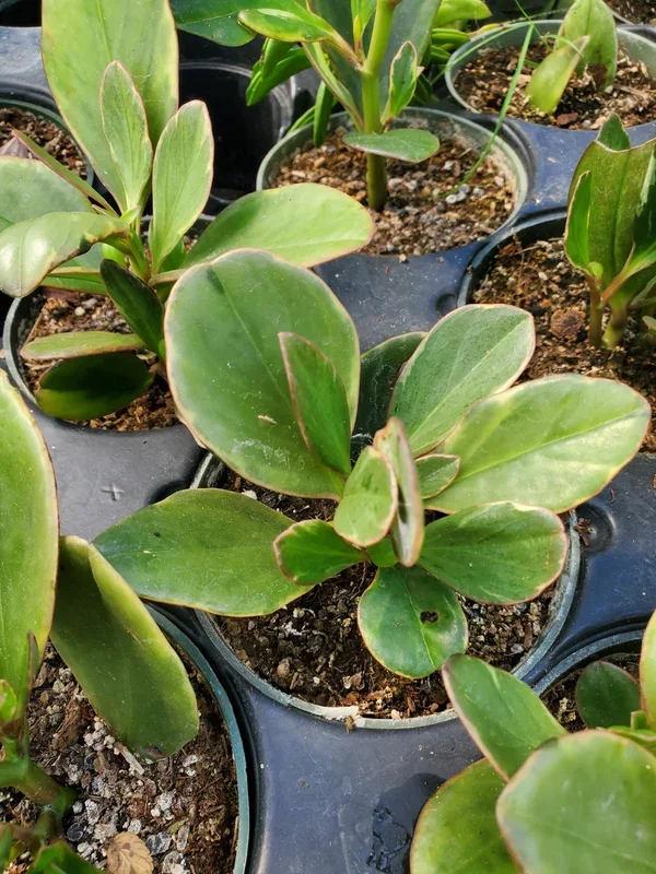Peperomia clusiifolia ‘Variegata’ –Red Edge Peperomia–