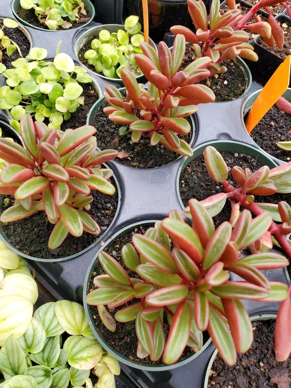 Peperomia graveolens ‘Ruby Glow’