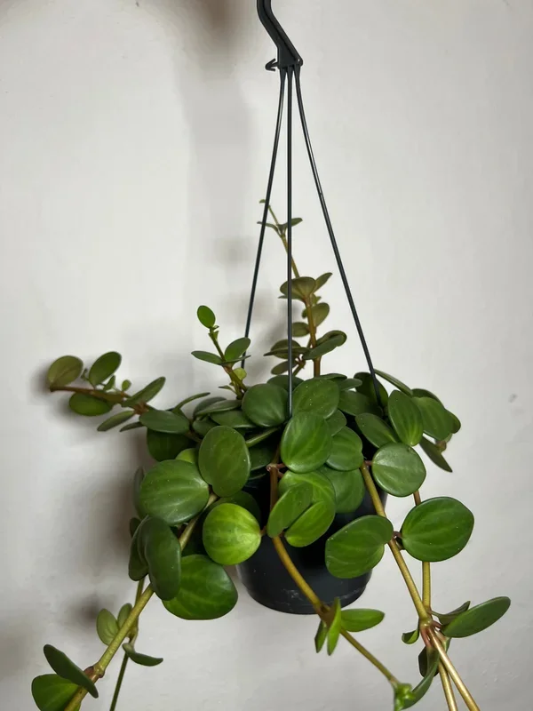 Peperomia Hope