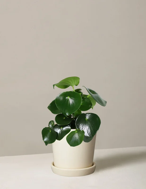 Peperomia Raindrop