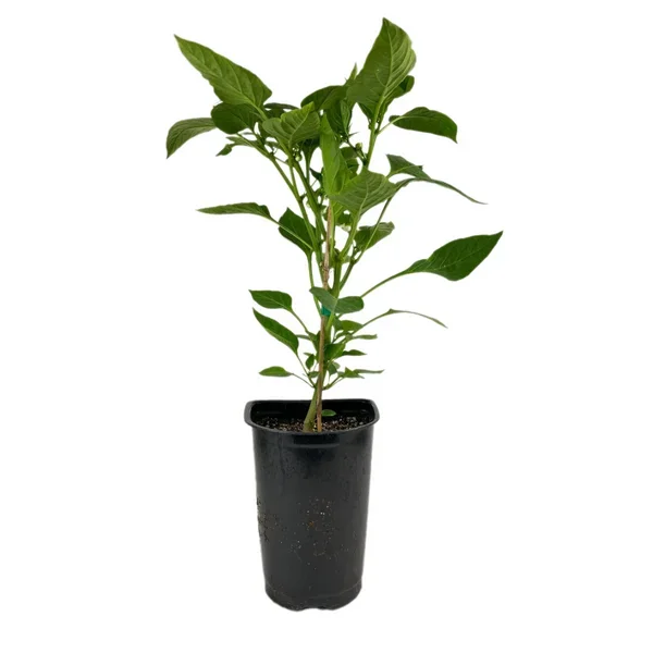 Pepper Bell ‘Red Beauty’