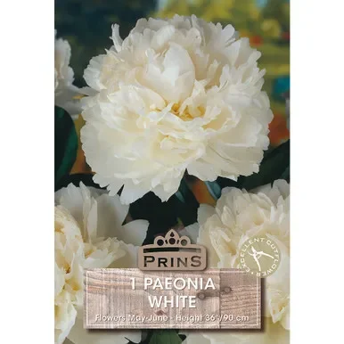 Perennials – Paeonia White – Single Bulb