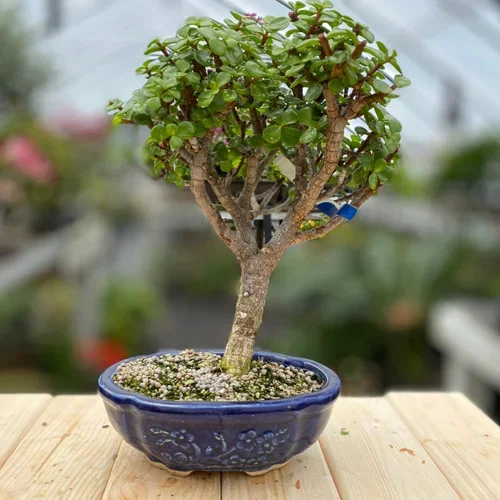 Perfect Window Sill Mini Jade In Etched Glazed Ceramic Pot (WEB1089)