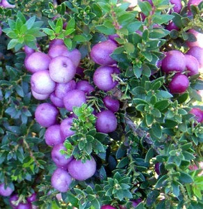 Pernettya pumila –