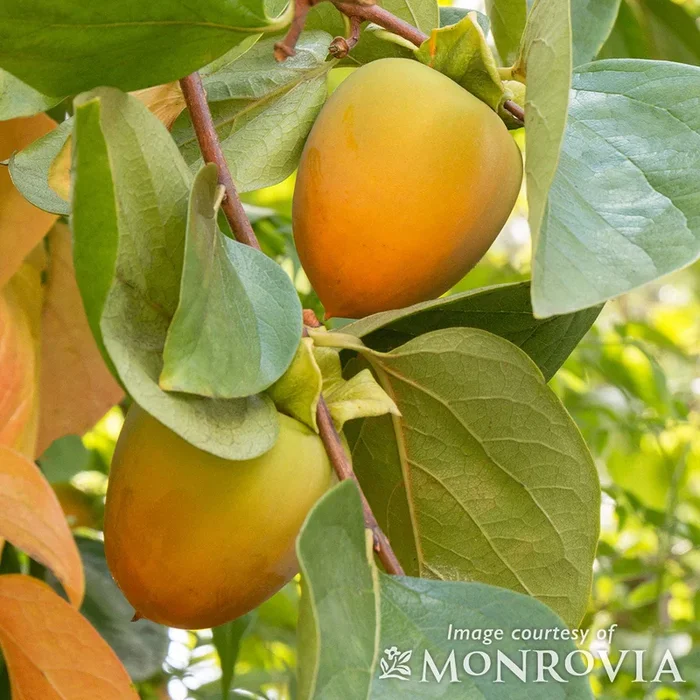 Persimmon Hachiya 5gal Diospyros