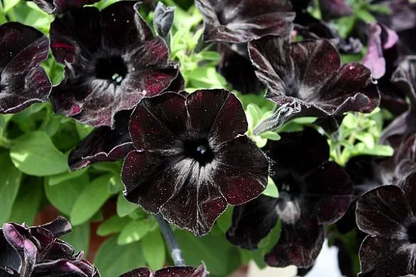 Petunia Crazytunia ‘Black Mamba’