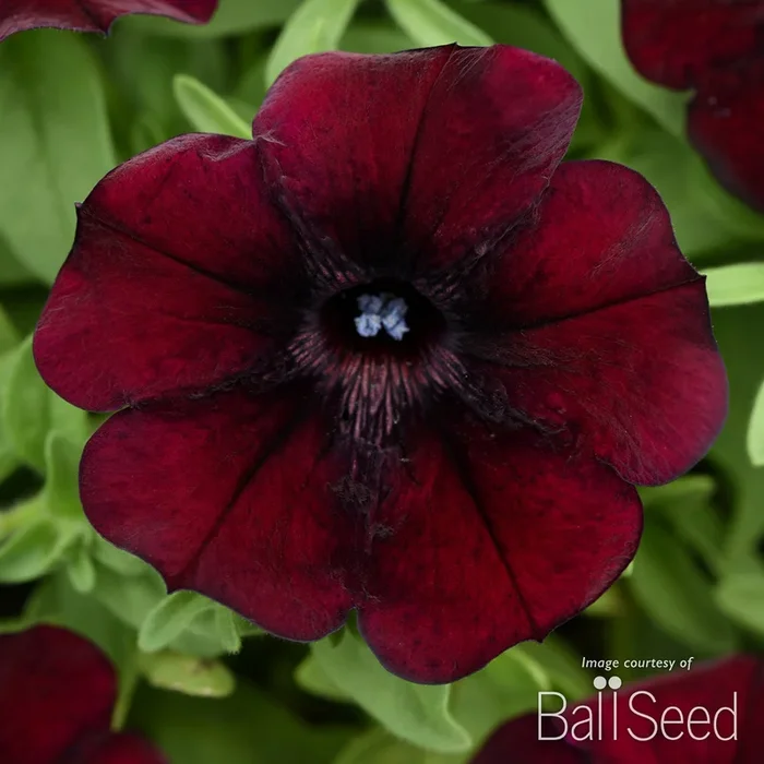 Petunia Starlet Pinot Red 4.25in CF