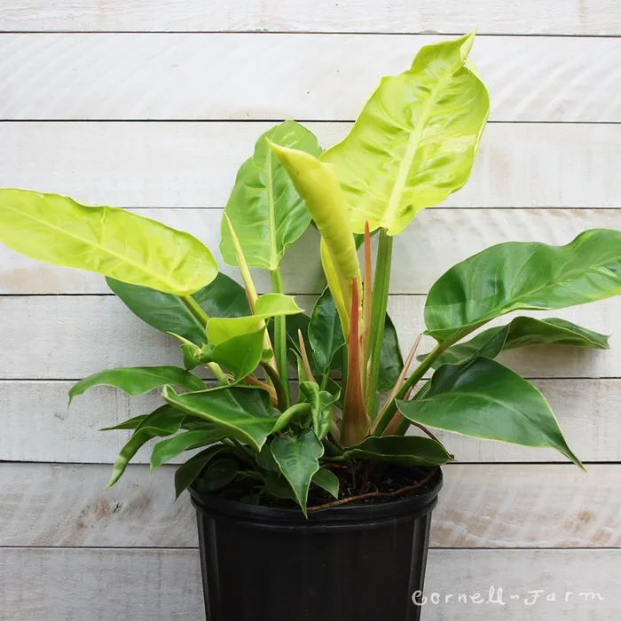 Philodendron 10in Moonlight
