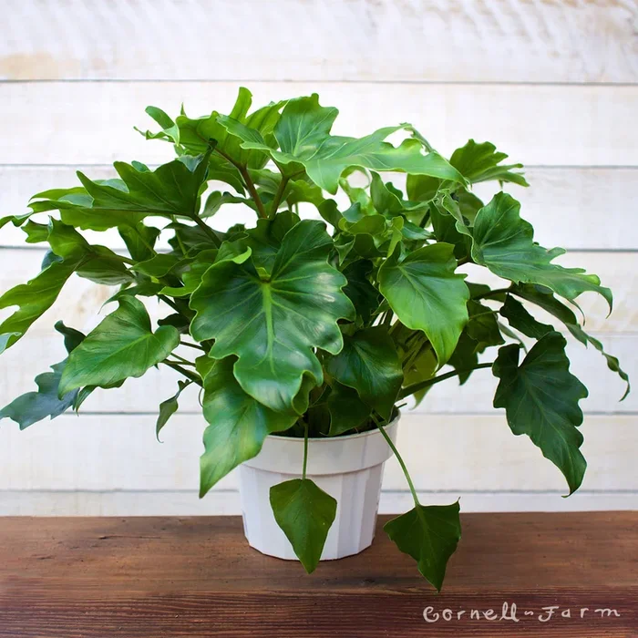 Philodendron 6in Little Hope