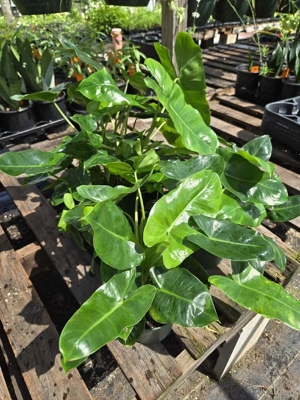 Philodendron ‘Burle Marx’