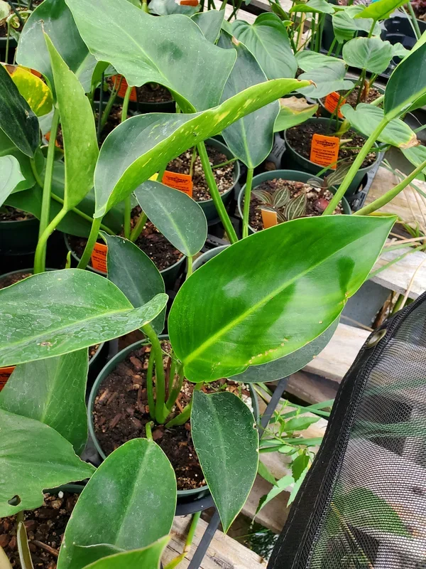 Philodendron ‘Imperial Green’
