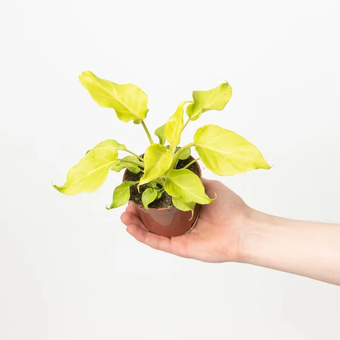 Philodendron ‘Xanadu Lime’