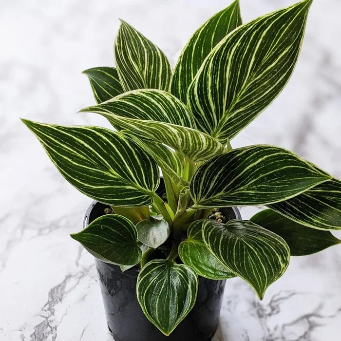 Philodendron birkin – 105mm