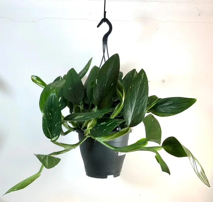Philodendron Cobra – Monstera Standleyana