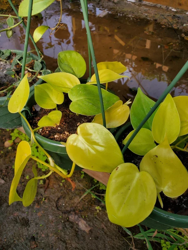 Philodendron cordatum ‘Lemon Lime’