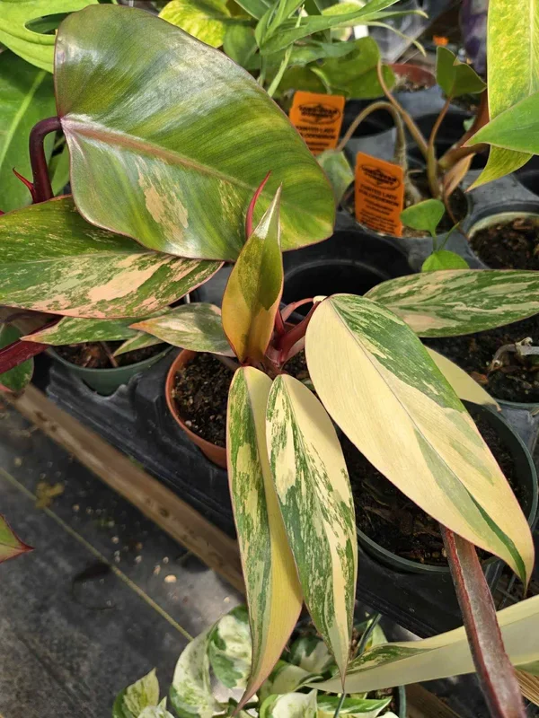 Philodendron erubescens ‘Strawberry Shake’