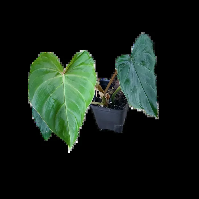 Philodendron fibrosum ‘Type’