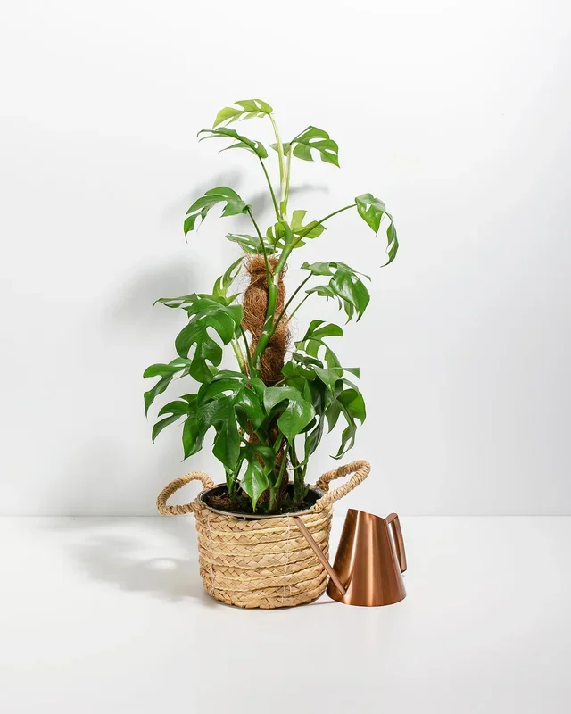 Philodendron Ginny with Totem