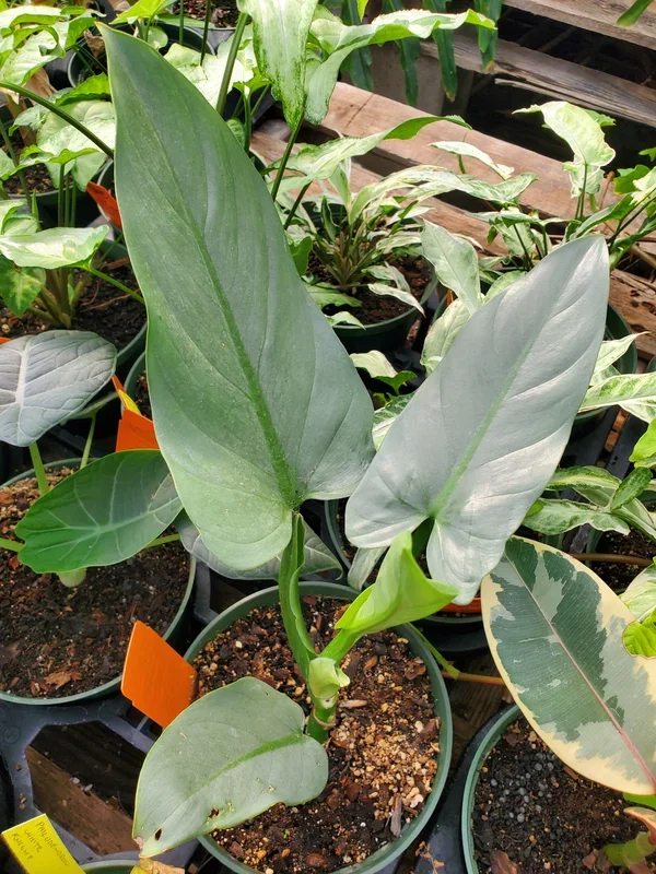 Philodendron hastatum –Silver Sword Philodendron–
