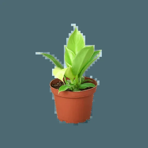 Philodendron ‘Moonlight’ – 6″ Pot – NURSERY POT ONLY