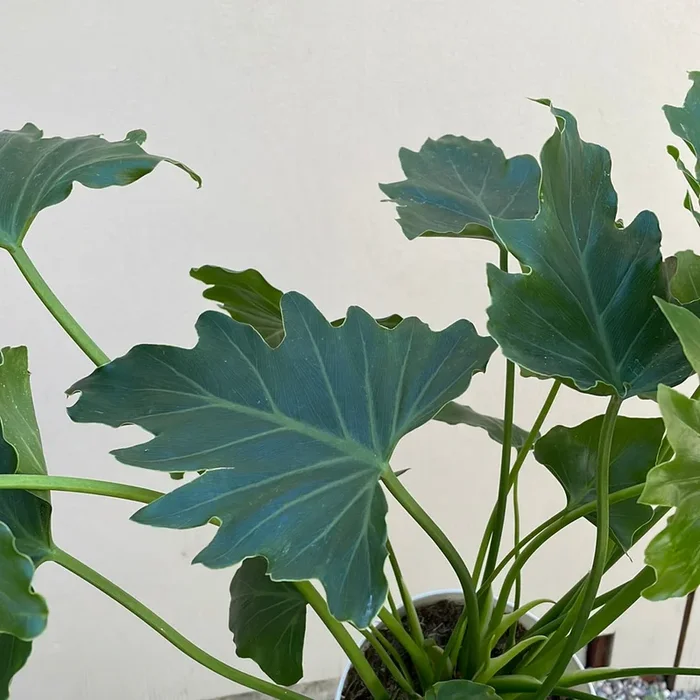 Philodendron Shangri La