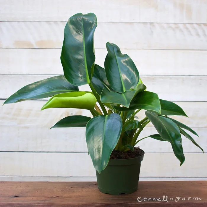 Philodendron t. melanochlorum 6in Congo Green