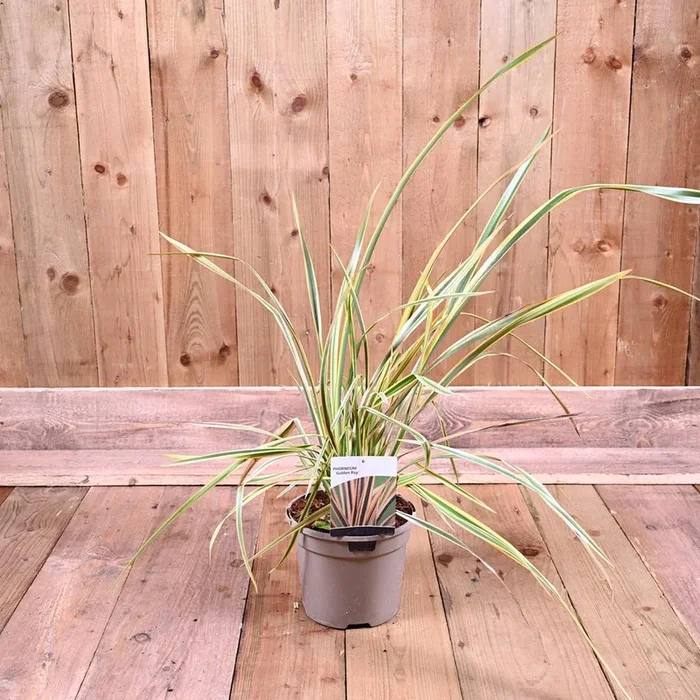Phormium Golden Ray 3L