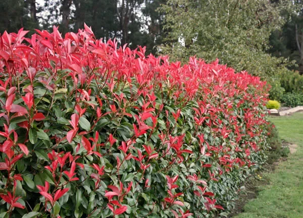 Photinia robusta 16″ Pot