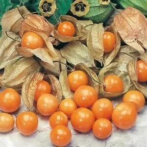 Physalis ‘Inca Berry’ 6″ Pot