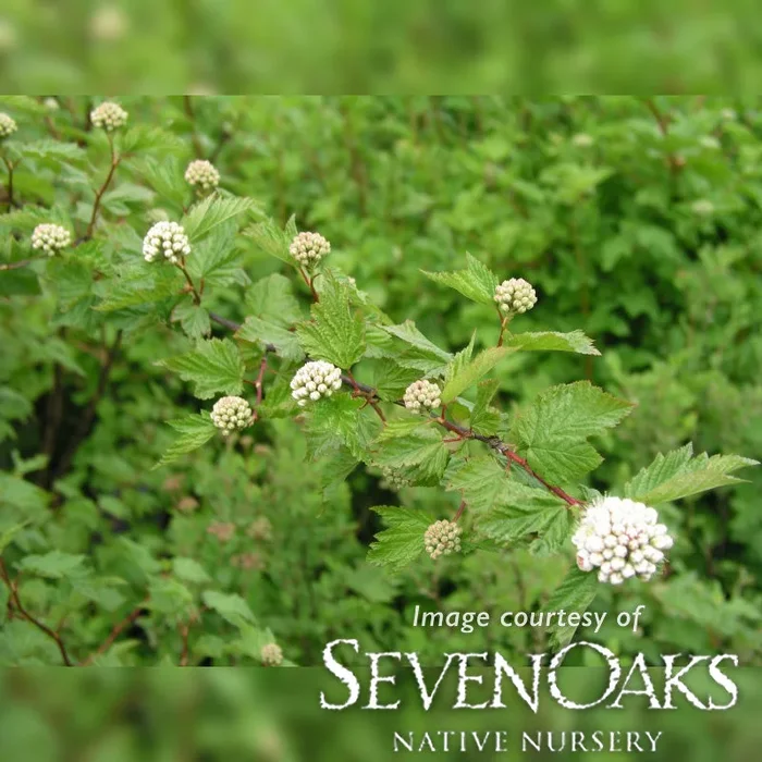Physocarpus capitatus 3gal Pacific Ninebark