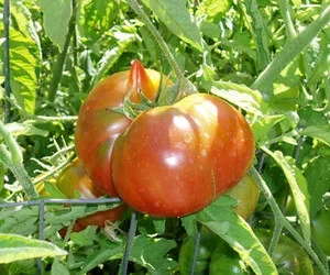 Pierce’s Pride Tomato