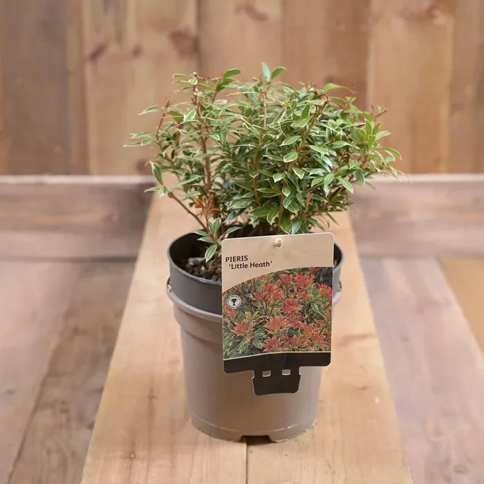 Pieris ‘Little Heath’ 2L