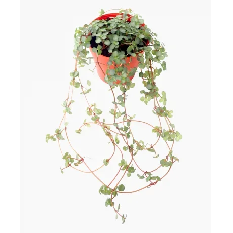 Pilea Glaucophylla