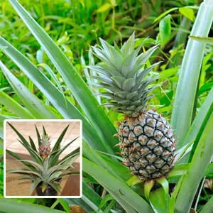 Pineapple ‘Pure Gold’