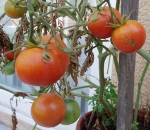 Ping Pong Pink Tomato