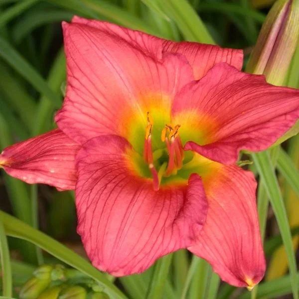 Pink Dingbat Premium Daylily
