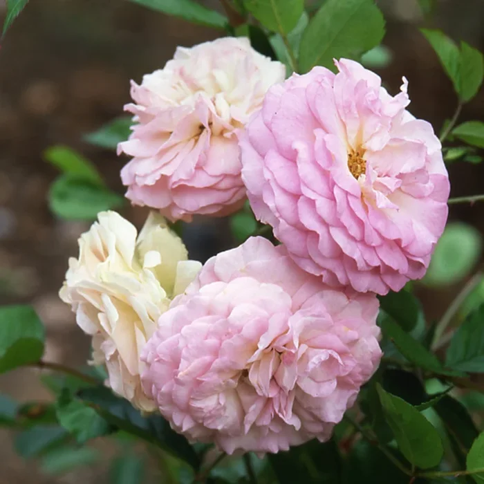 Pink Prosperity – Discontinued