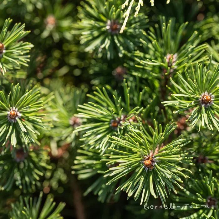 Pinus m. Slowmound 3gal Mugo Pine