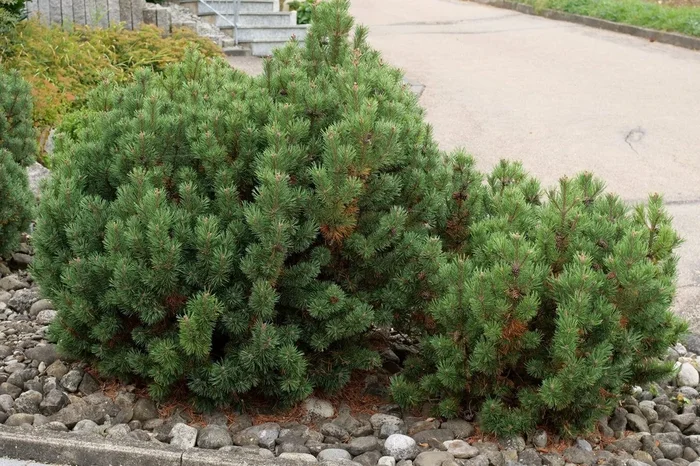 Pinus ‘Mountain Pine’ (Dwarf)