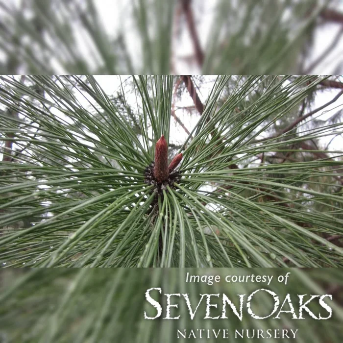 Pinus ponderosa 3gal Ponderosa Pine