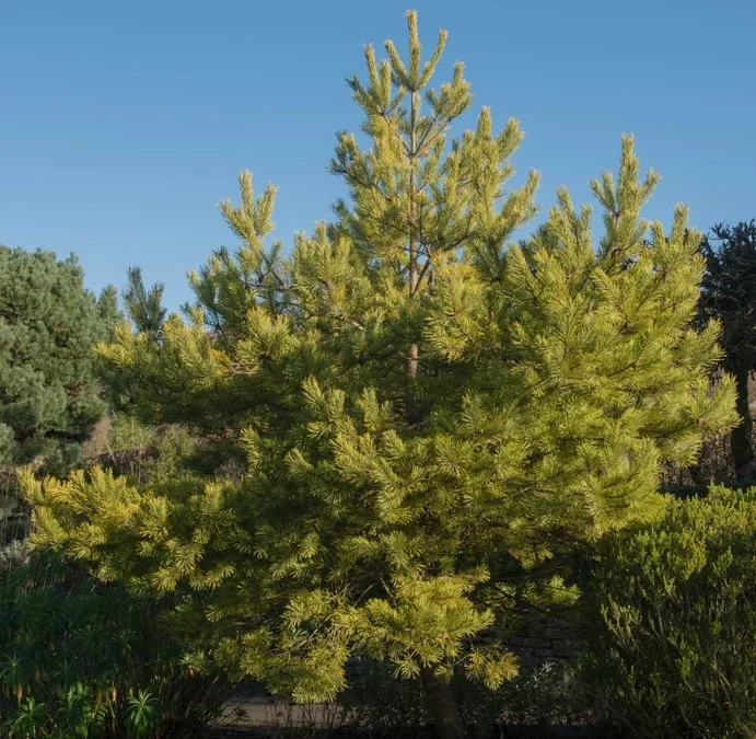 Pinus ‘Scots Pine’ (Bonsai Starter) 6″ Pot